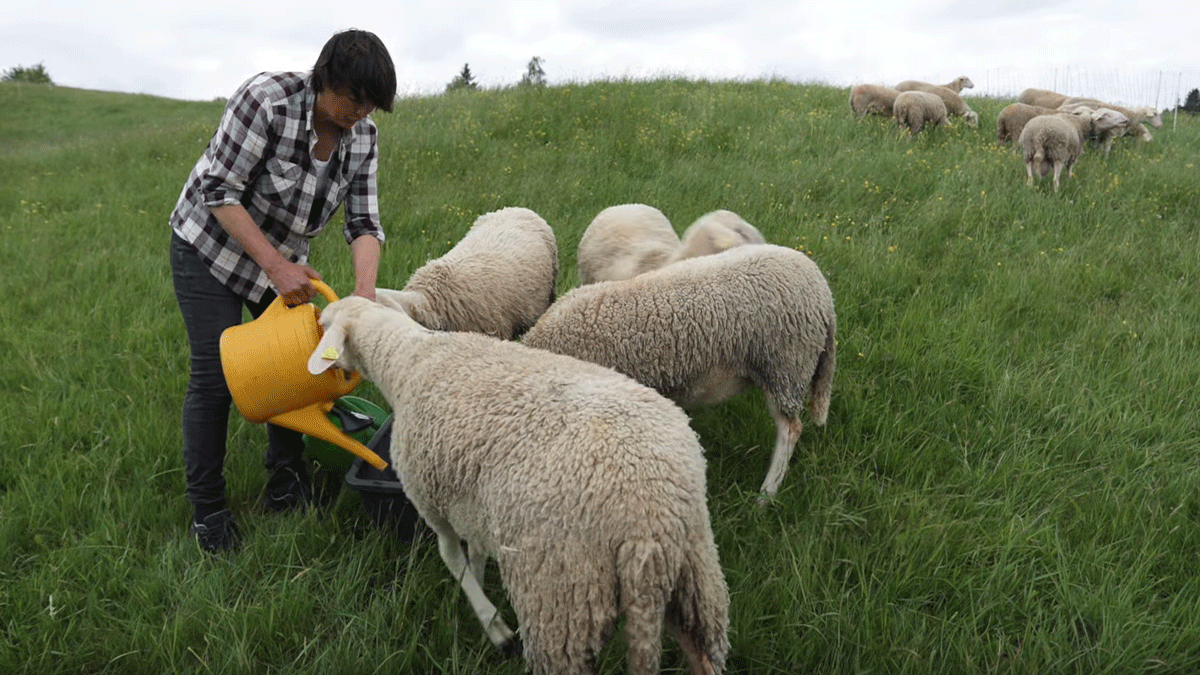 Schäferin füllt Wasser in einen Trog. Fünf Schafe warten darauf, trinken zu können.