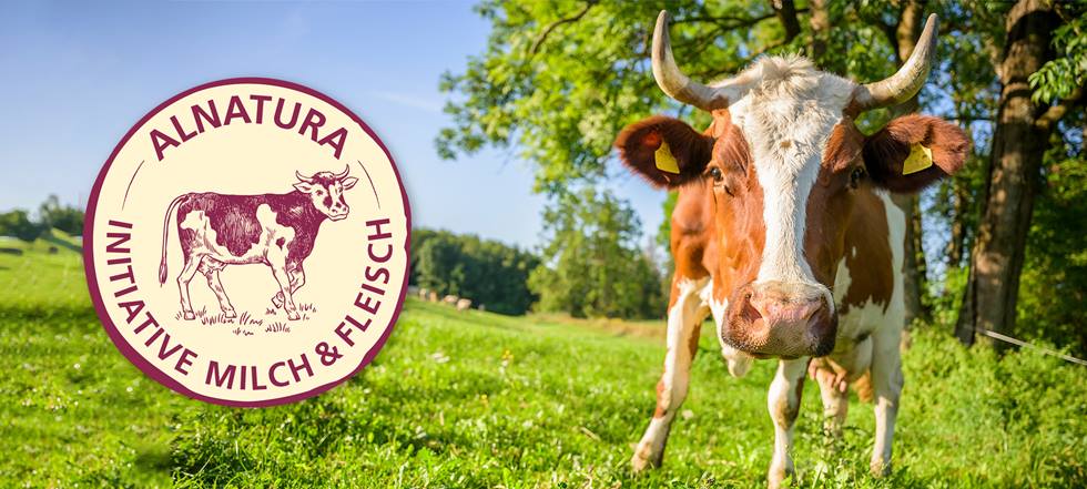 Alnatura Initiative Milch&Fleisch - Kuh steht auf einer grünen Wiese unter Bäumen und schaut in die Kamera